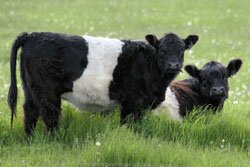 Коровы породы галловей